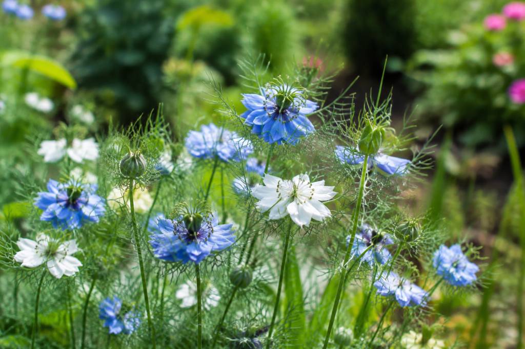 Nigelle de Damas quand semer pour profiter d’une floraison estivale