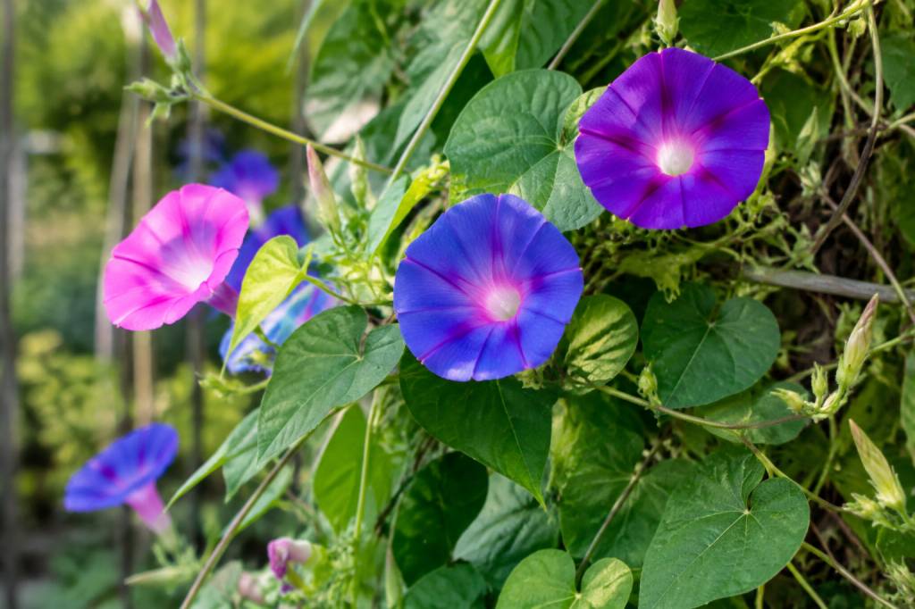 Ipomée graine : quand et comment la semer pour obtenir de belles fleurs