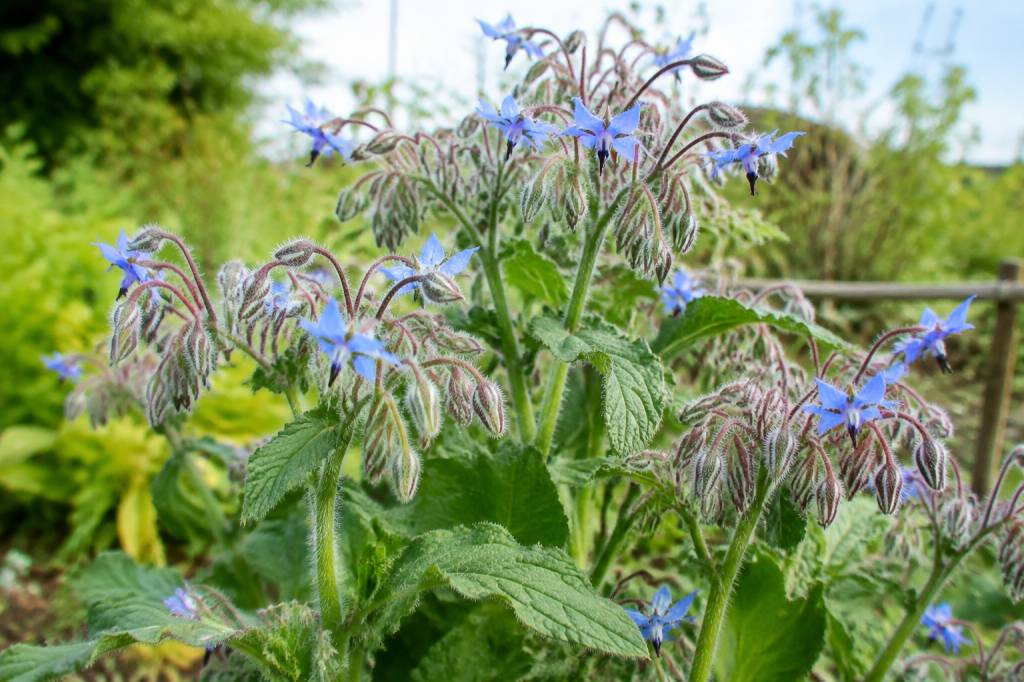 Bourrache bienfaits jardin : pourquoi la cultiver au potager