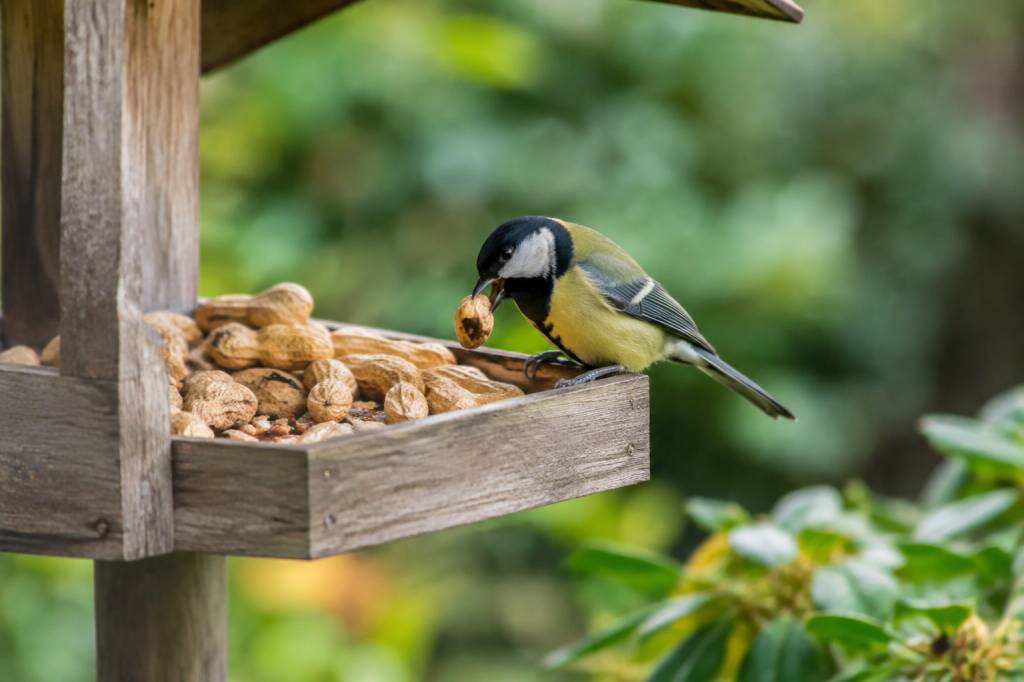 Arachides pour oiseaux : comment les proposer au jardin sans attirer les nuisibles