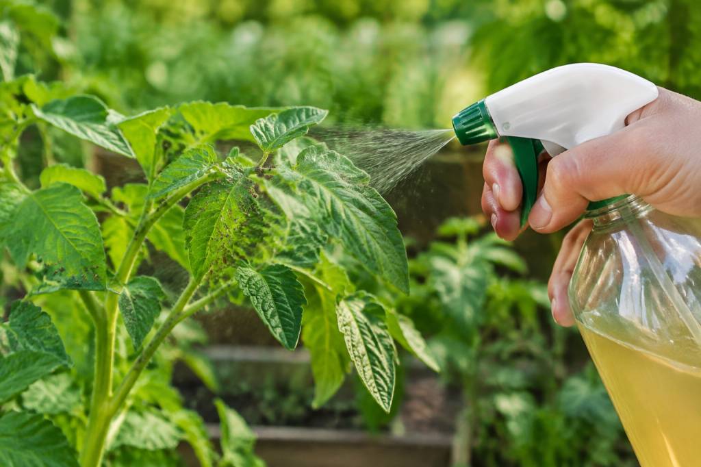 Anti-puceron plante naturel : 7 solutions efficaces pour protéger vos cultures