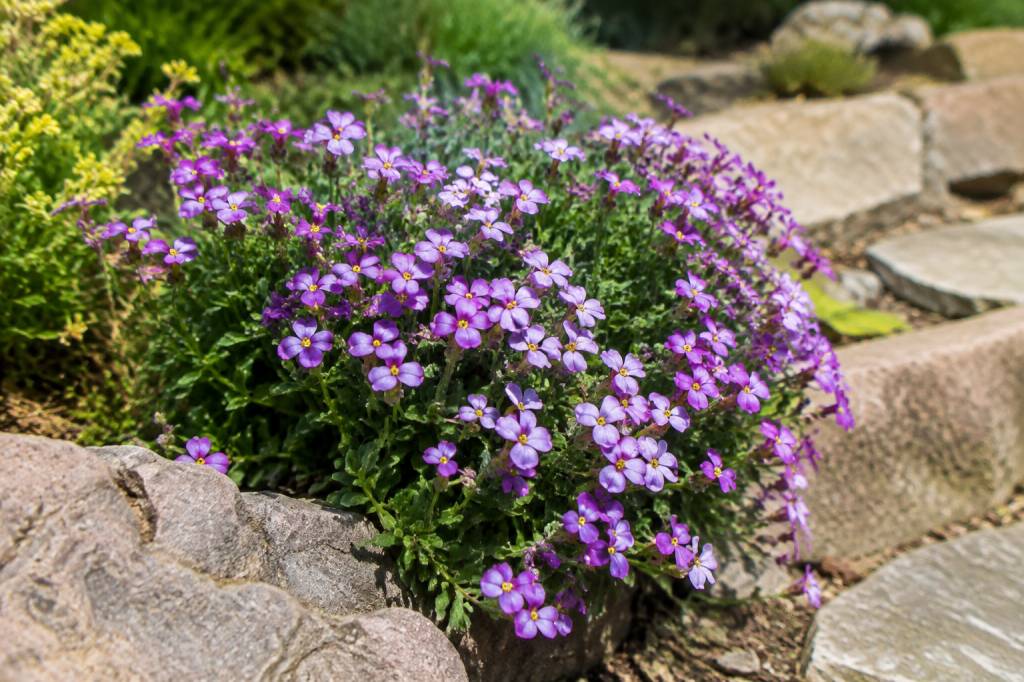 Aubretias : plantation, entretien et conseils pour une floraison abondante