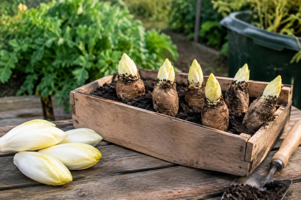 Comment faire pousser les endives au potager ou en bac