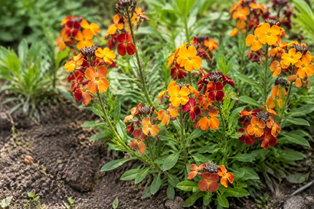 Giroflée ravenelle : semis, plantation et entretien au jardin