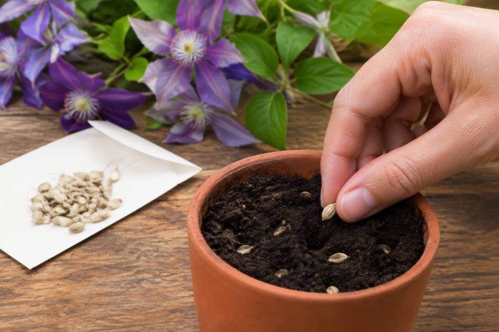 Graines de clématite : comment les semer et réussir leur germination